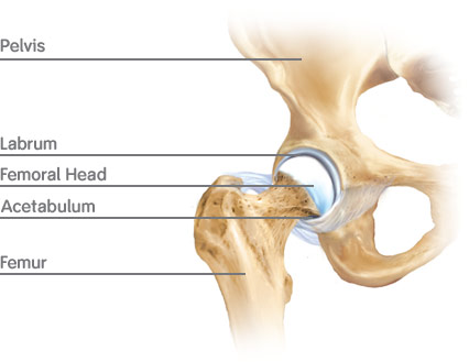 The Hip Joint